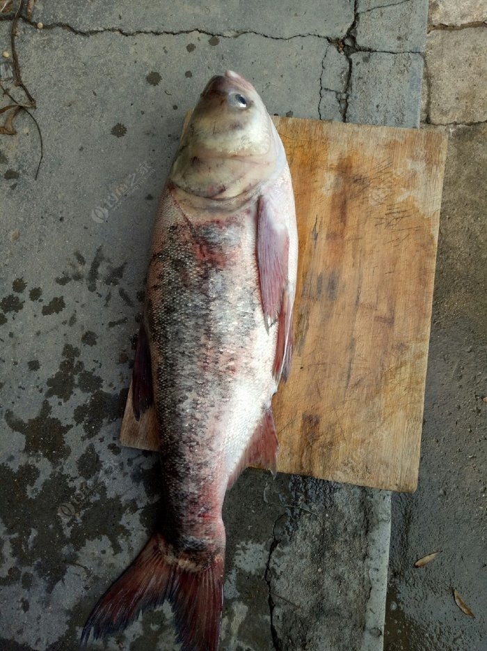 春天肝火旺盛 蔬菜幫忙來消火早春